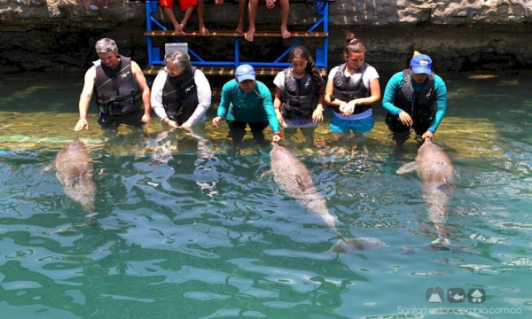 Combo encuentro con delfines | Tour en Santa Marta